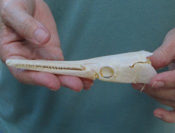 5-3/4 inch A-Grade Spotted Gar Skull - $60
