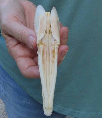 5-3/4 inch A-Grade Spotted Gar Skull - $60