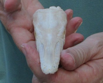6 inch A-Grade Spotted Gar Skull - $65