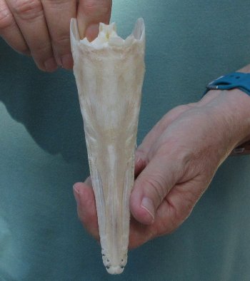 6 inch A-Grade Spotted Gar Skull - $65
