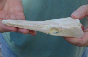 6 inch A-Grade Spotted Gar Skull - $65