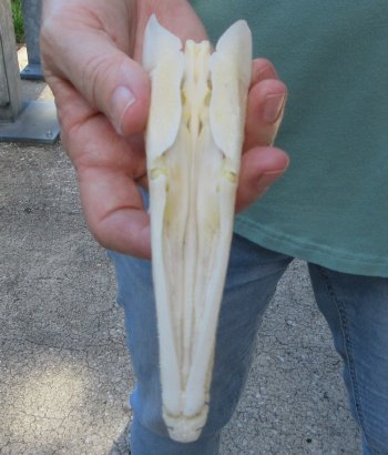 6 inch A-Grade Spotted Gar Skull - $65