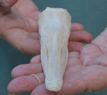 5-3/4 inch A-Grade Spotted Gar Skull - $60