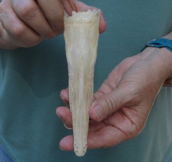 5-3/4 inch A-Grade Spotted Gar Skull - $60