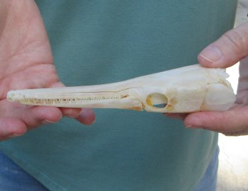5-3/4 inch A-Grade Spotted Gar Skull - $60