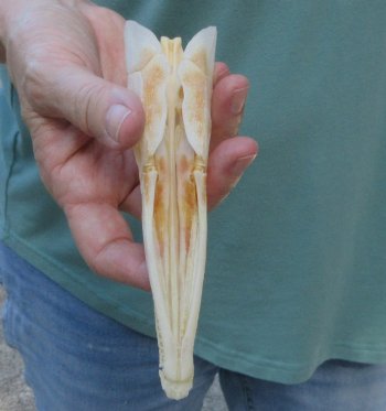 5-3/4 inch A-Grade Spotted Gar Skull - $60