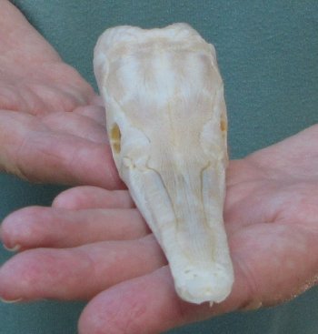 7 inch A-Grade Spotted Gar Skull - $65