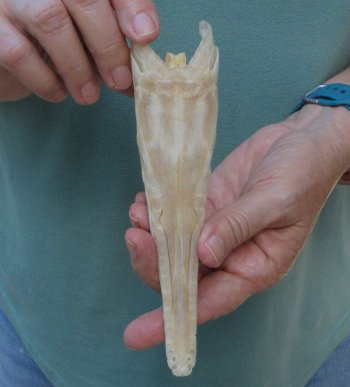 7 inch A-Grade Spotted Gar Skull - $65