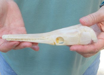 7 inch A-Grade Spotted Gar Skull - $65