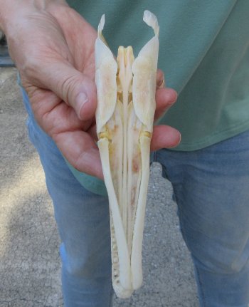 7 inch A-Grade Spotted Gar Skull - $65