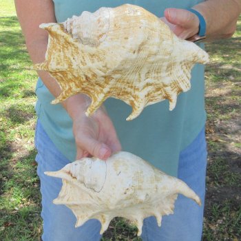 Two piece 9-1/2" Giant Spider Conch Shell  