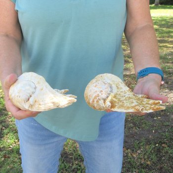 Two piece 9-1/2" Giant Spider Conch Shell  