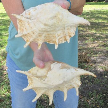 Two piece 10" & 11" Giant Spider Conch Shell  
