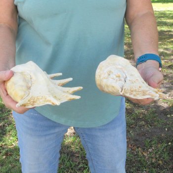 Two piece 10" & 11" Giant Spider Conch Shell  