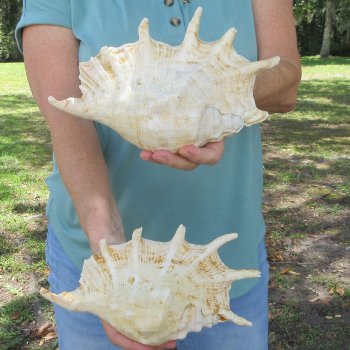 Two piece 10-1/2" Giant Spider Conch Shell  