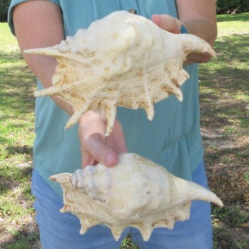 Two piece 9-1/2" & 10-1/2" Giant Spider Conch Shell  