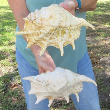 Two piece 10-1/4" &10-3/4" Giant Spider Conch Shell  
