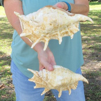 Two piece 9-3/4" & 11-1/2" Giant Spider Conch Shell  