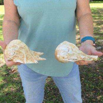 Two piece 9-3/4" & 11-1/2" Giant Spider Conch Shell  