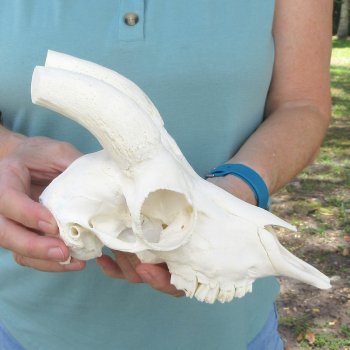 Male Springbok Skull NO HORNS
