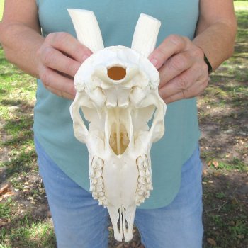Male Springbok Skull NO HORNS