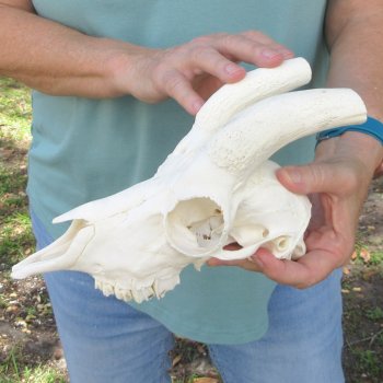 Male Springbok Skull NO HORNS