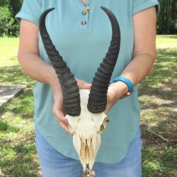 Craft-Grade African Male Springbok Skull with 10" Horns 