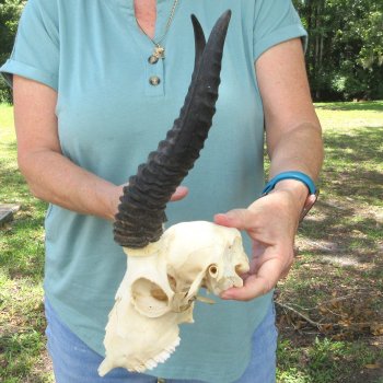 Craft-Grade African Male Springbok Skull with 10" Horns 