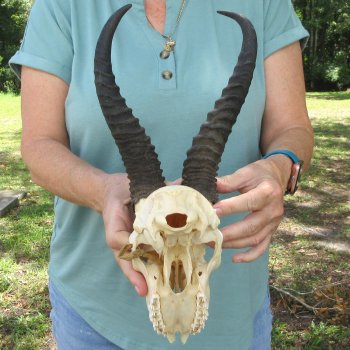 Craft-Grade African Male Springbok Skull with 10" Horns 