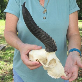 Craft-Grade African Male Springbok Skull with 10" Horns 