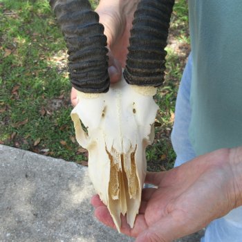Craft-Grade African Male Springbok Skull with 10" Horns 