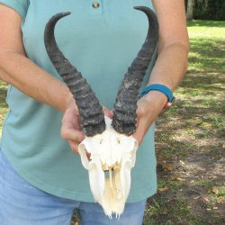 Craft-Grade African Male Springbok Skull with 10" Horns 