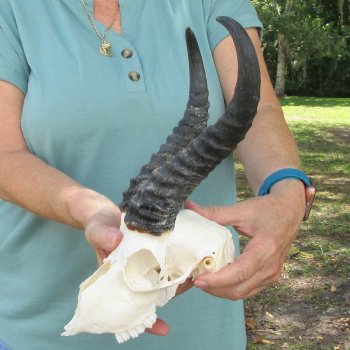 Craft-Grade African Male Springbok Skull with 10" Horns 