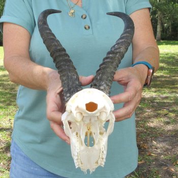 Craft-Grade African Male Springbok Skull with 10" Horns 