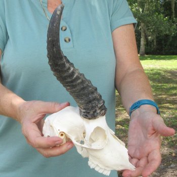 Craft-Grade African Male Springbok Skull with 10" Horns 