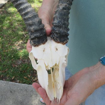 Craft-Grade African Male Springbok Skull with 10" Horns 
