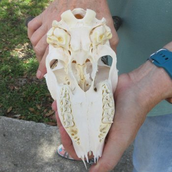 Craft-Grade African Male Springbok Skull with 10" Horns 