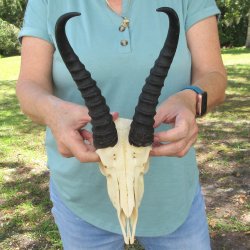 Craft-Grade African Male Springbok Skull with 8" Horns 