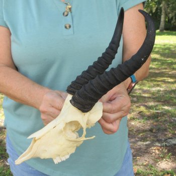 Craft-Grade African Male Springbok Skull with 8" Horns 