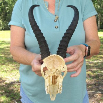 Craft-Grade African Male Springbok Skull with 8" Horns 