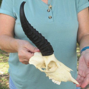 Craft-Grade African Male Springbok Skull with 8" Horns 