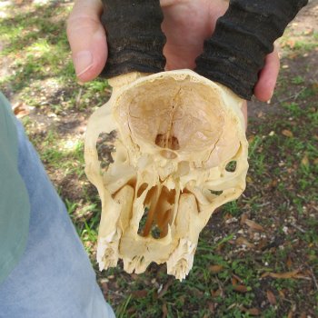 Craft-Grade African Male Springbok Skull with 8" Horns 