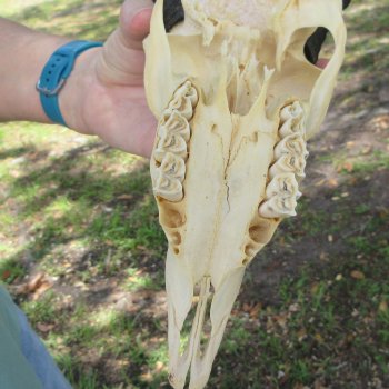 Craft-Grade African Male Springbok Skull with 8" Horns 
