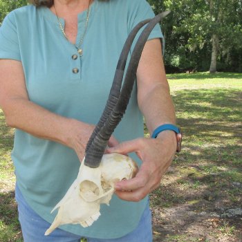 12" Horns on Female Springbok Skull 