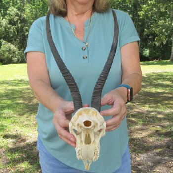 12" Horns on Female Springbok Skull 