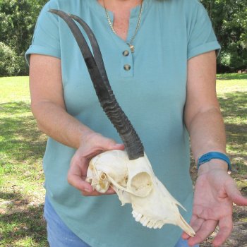12" Horns on Female Springbok Skull 