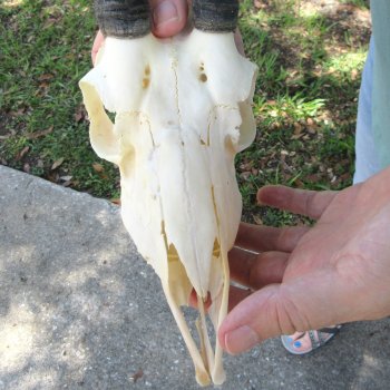 12" Horns on Female Springbok Skull 