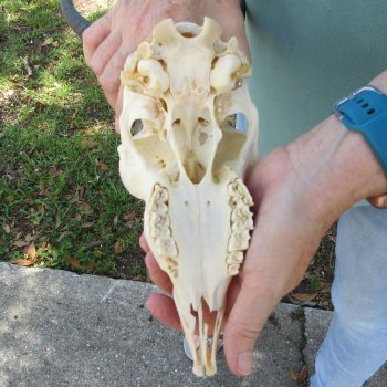 12" Horns on Female Springbok Skull 