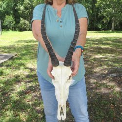 B-Grade 13" Horns on Female Blesbok Skull