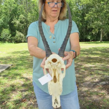 B-Grade 13" Horns on Female Blesbok Skull